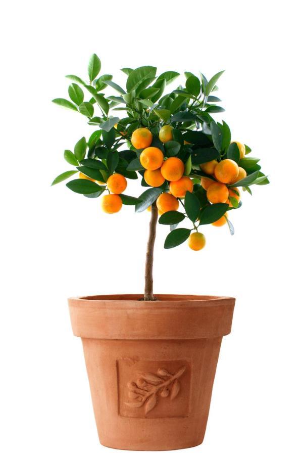 トロギールOrange Tree Gardenアパートメント エクステリア 写真